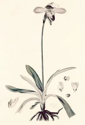 Collectanea botanica Pl.32 (Collectanea botanica Pl.32)