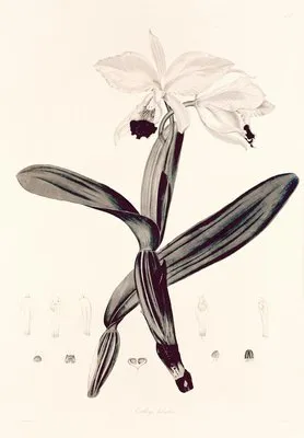 Collectanea botanica Pl.33 (Collectanea botanica Pl.33)