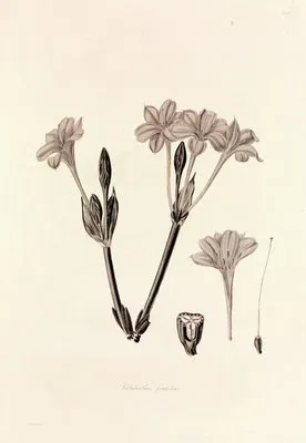 Collectanea botanica Pl.34 (Collectanea botanica Pl.34)