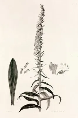 Collectanea botanica Pl.35 (Collectanea botanica Pl.35)