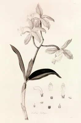 Collectanea botanica Pl.37 (Collectanea botanica Pl.37)