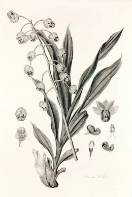 Collectanea botanica Pl.40 (Collectanea botanica Pl.40)