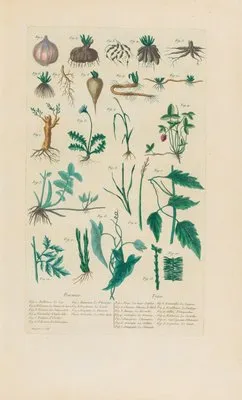 Racines and Tiges (1787) (Racines and Tiges (1787))