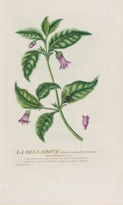 La Belladone (1787) (La Belladone (1787))