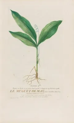 Le Muguet De May (1787) (Le Muguet De May (1787))