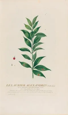 Le Laurier Alexandrin à Feuilles étroités (1787)