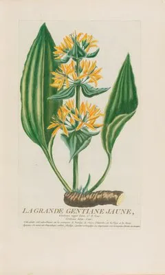 La Grande Gentiane Jaune (1787) (La Grande Gentiane Jaune (1787))
