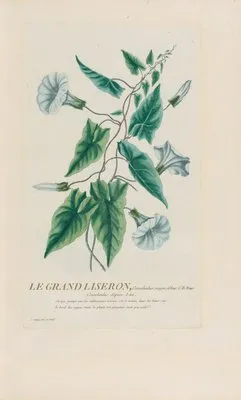 Le Grand Liseron (1787) (Le Grand Liseron (1787))