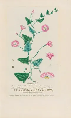 Le Liseron Des Champs (1787) (Le Liseron Des Champs (1787))