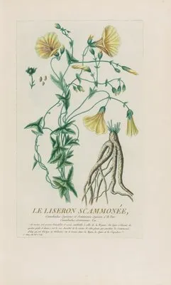 Le Liseron Scammonée (1787)