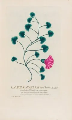 La Soldanelle ou Choix-marin (1787) (La Soldanelle ou Choix-marin (1787))
