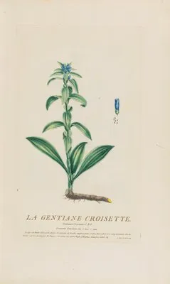 La Gentiane Croisette (1787) (La Gentiane Croisette (1787))