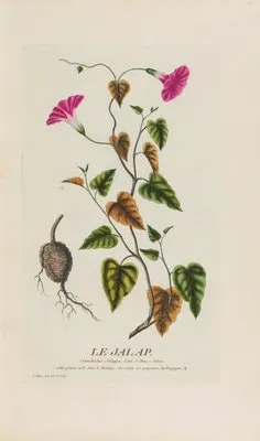 Le Jalap (1787) (Le Jalap (1787))