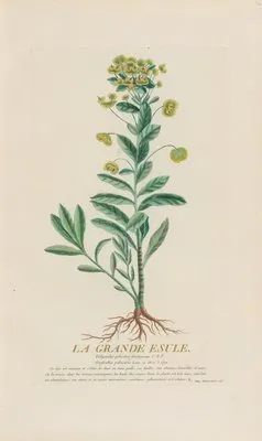 La Grande Esule (1787) (La Grande Esule (1787))