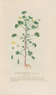 L’Alleluia à fleurs jaunes (1787)