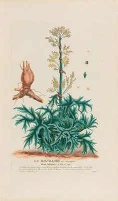 La Rhubarbe des Boutiques (1787) (La Rhubarbe des Boutiques (1787))