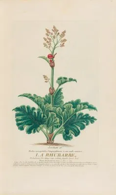 La Rhubarbe (1787) (La Rhubarbe (1787))