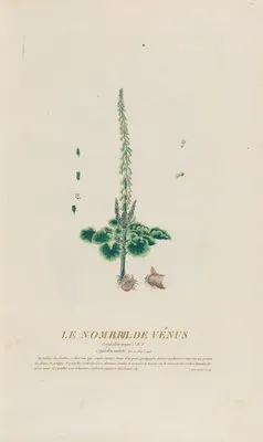 Le Nombril De Vénus (1787)