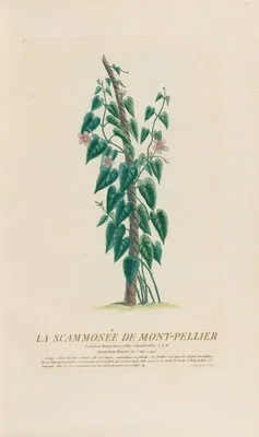 La Scammonée De Mont-Pellier (1787)