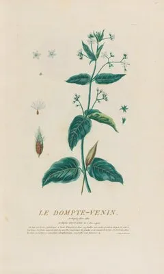 Le Dompte-Venin (1787) (Le Dompte-Venin (1787))