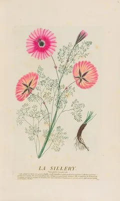 La Sillery (1787) (La Sillery (1787))