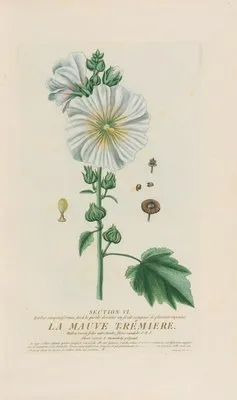 La Mauve Trémiere (1787)