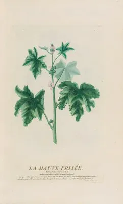 La Mauve Frisée (1787)