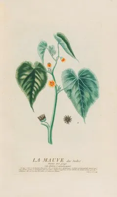 La Mauve des Indes (1787) (La Mauve des Indes (1787))
