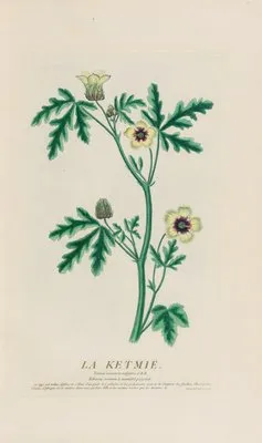 La Ketmie (1787) (La Ketmie (1787))
