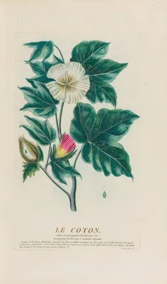 Le Coton (1787) (Le Coton (1787))