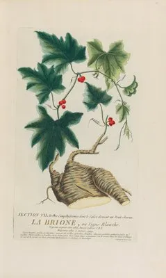 La Brione, ou Vigne Blanche (1787) (La Brione, ou Vigne Blanche (1787))