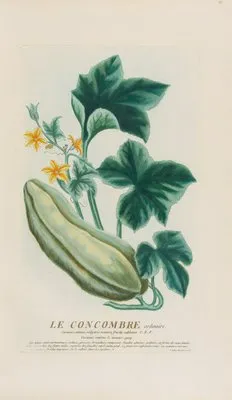 Le Concombre ordinaire (1787) (Le Concombre ordinaire (1787))
