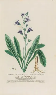 La Raiponce (1787) (La Raiponce (1787))