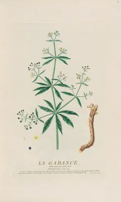 La Garance (1787)