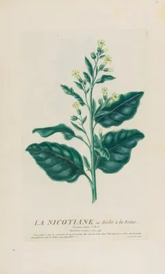 La Nicotiane ou Herbe à la Reine (1787)