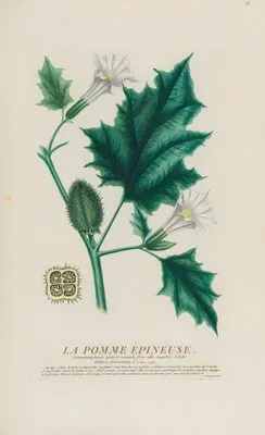 La Pomme Épineuse (1787)