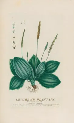 Le Grand Plantain (1787) (Le Grand Plantain (1787))