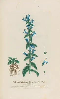 La Lobelie antisiphyllitique (1787) (La Lobelie antisiphyllitique (1787))