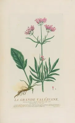 La Grande Valériane (1787)