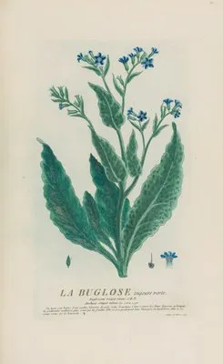 La Buglose toujours verte (1787) (La Buglose toujours verte (1787))