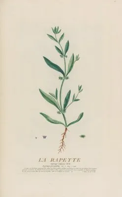 La Rapette (1787) (La Rapette (1787))