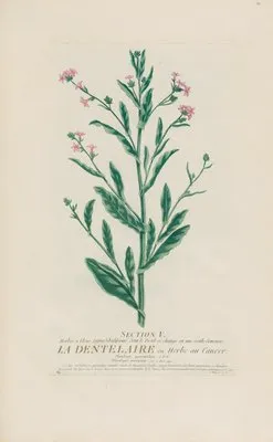 La Dentelaire ou Herbe au Cancer (1787) (La Dentelaire ou Herbe au Cancer (1787))