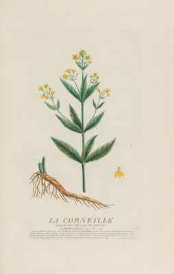 La Corneille (1787) (La Corneille (1787))