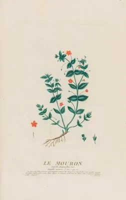 Le Mouron (1787) (Le Mouron (1787))