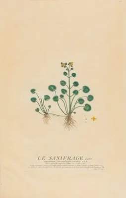 Le Saxifrage Dorè (1787)