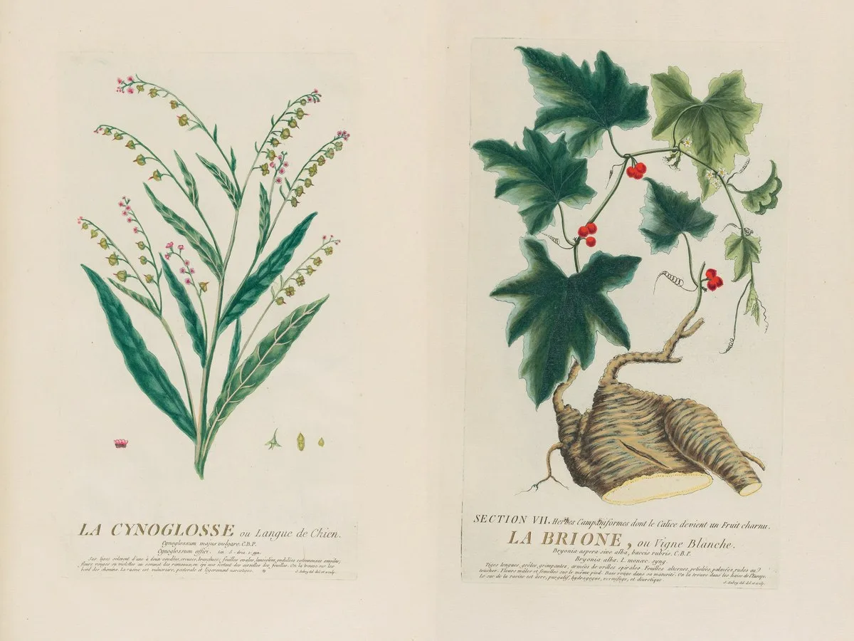 Cours de botanique