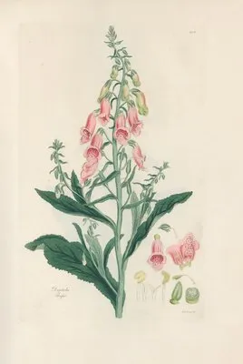 Digitalium monographia Pl.03 (1821) (Digitalium monographia Pl.03 (1821))