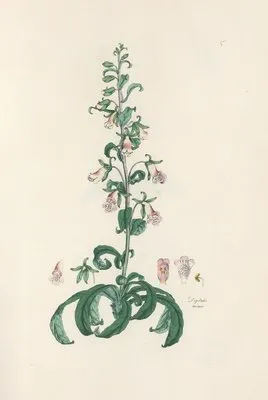 Digitalium monographia Pl.05 (1821) (Digitalium monographia Pl.05 (1821))