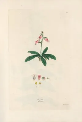 Digitalium monographia Pl.06 (1821) (Digitalium monographia Pl.06 (1821))