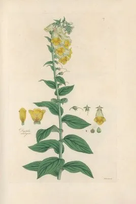 Digitalium monographia Pl.07 (1821) (Digitalium monographia Pl.07 (1821))
